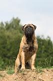 BULLMASTIFF 329